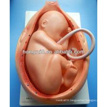 ISO Embryonic Development models, Uterus in Ninth Month of gestation, Anatomical Models